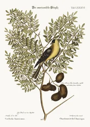 Le Chardonneret américain, 1749-73